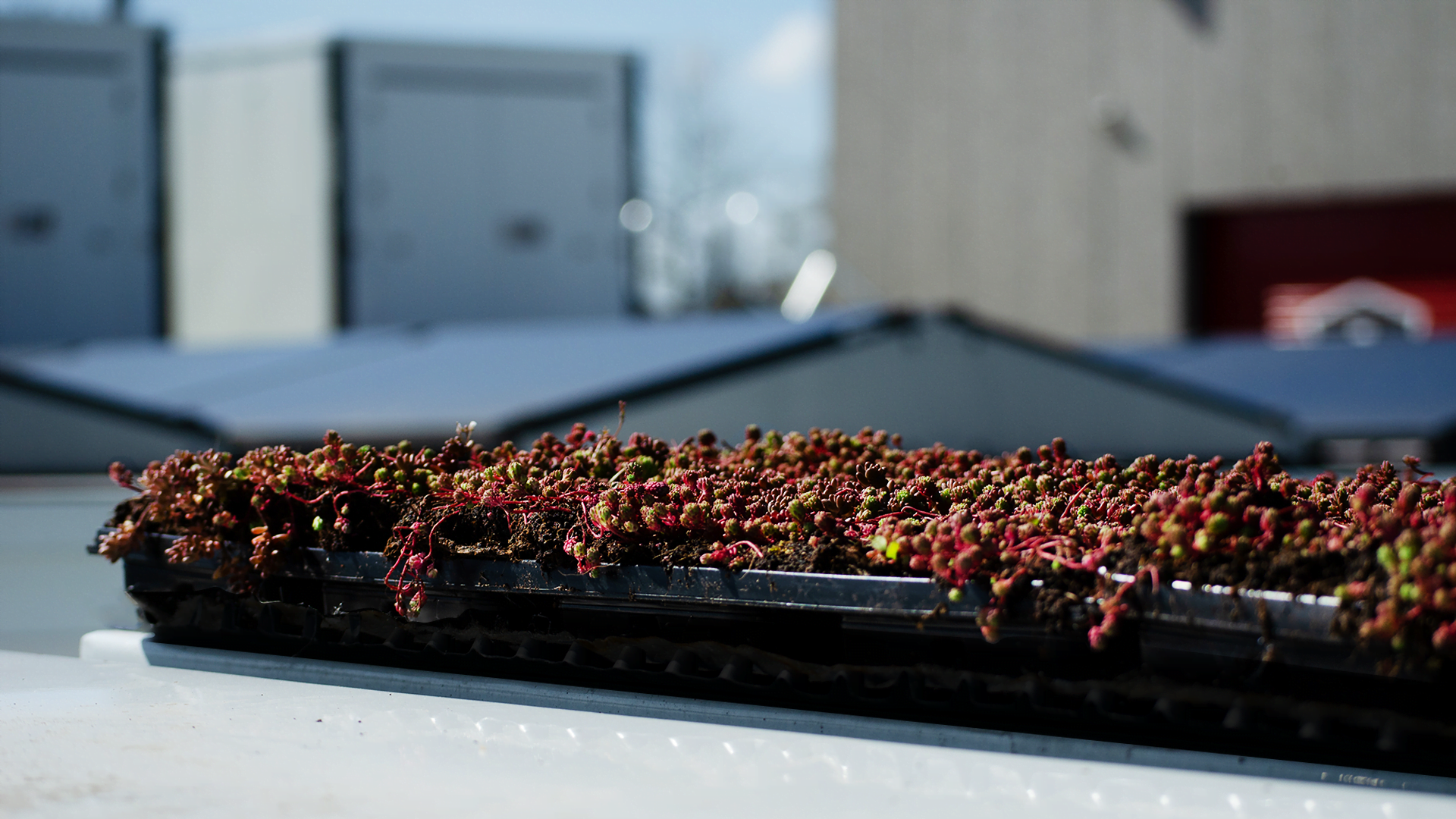 DutchGreenRoofsZBox STREPPEL
